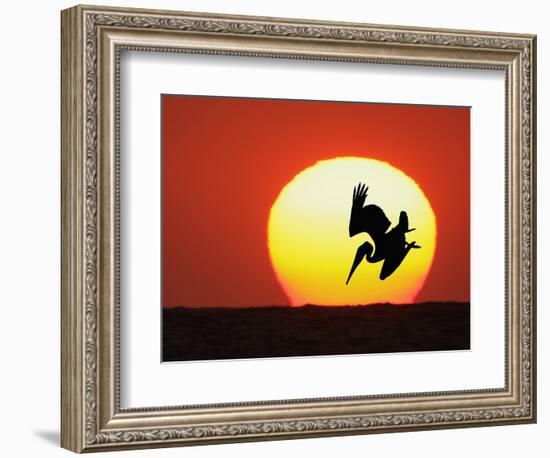 Brown Pelican Diving in Front of Setting Sun-Arthur Morris-Framed Photographic Print