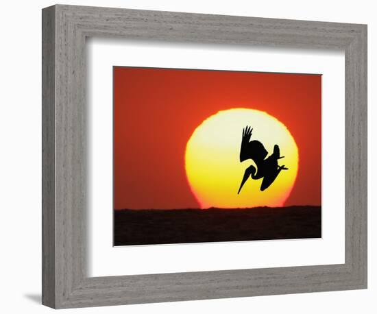 Brown Pelican Diving in Front of Setting Sun-Arthur Morris-Framed Photographic Print