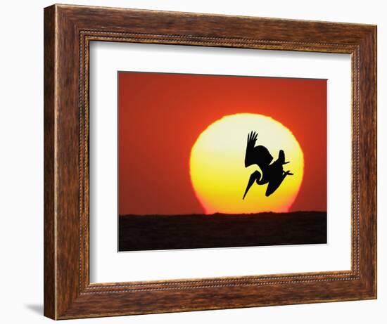 Brown Pelican Diving in Front of Setting Sun-Arthur Morris-Framed Photographic Print