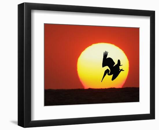 Brown Pelican Diving in Front of Setting Sun-Arthur Morris-Framed Photographic Print