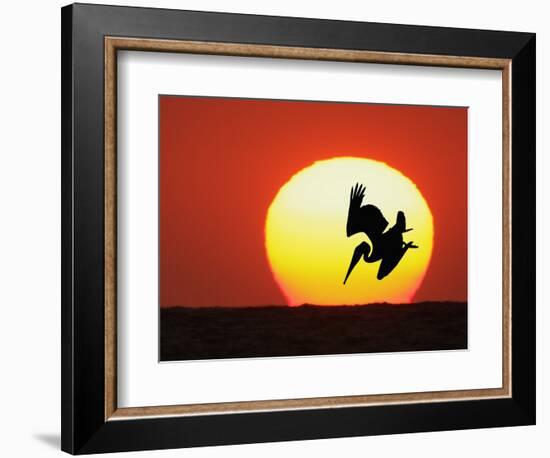 Brown Pelican Diving in Front of Setting Sun-Arthur Morris-Framed Photographic Print