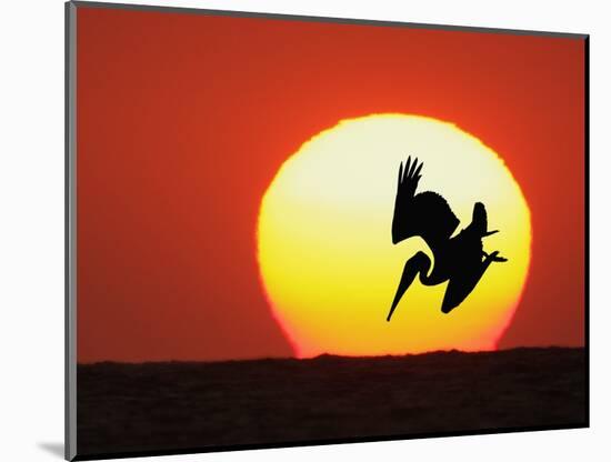 Brown Pelican Diving in Front of Setting Sun-Arthur Morris-Mounted Photographic Print