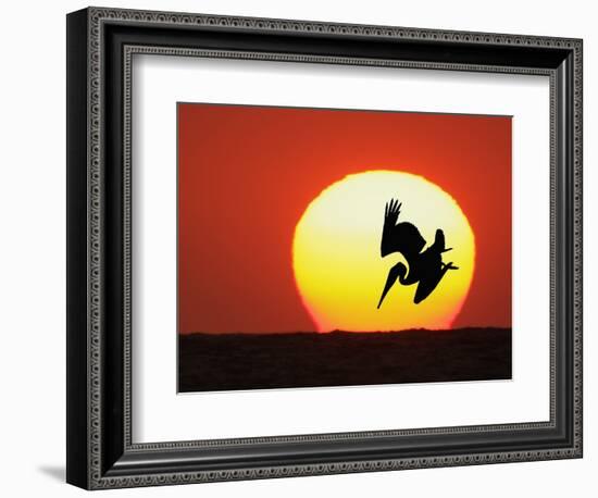 Brown Pelican Diving in Front of Setting Sun-Arthur Morris-Framed Photographic Print
