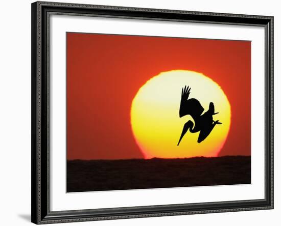 Brown Pelican Diving in Front of Setting Sun-Arthur Morris-Framed Photographic Print