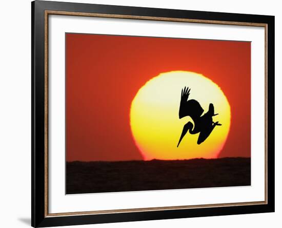 Brown Pelican Diving in Front of Setting Sun-Arthur Morris-Framed Photographic Print