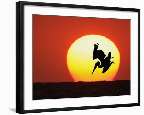 Brown Pelican Diving in Front of Setting Sun-Arthur Morris-Framed Photographic Print