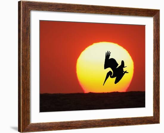 Brown Pelican Diving in Front of Setting Sun-Arthur Morris-Framed Photographic Print