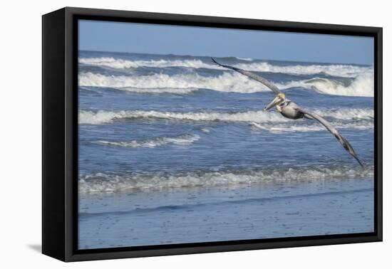 Brown Pelican flying, New Smyrna Beach, Florida, Usa-Lisa S^ Engelbrecht-Framed Premier Image Canvas