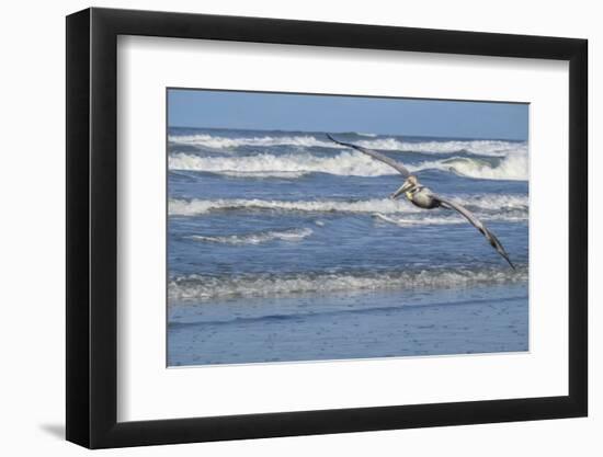 Brown Pelican flying, New Smyrna Beach, Florida, Usa-Lisa S^ Engelbrecht-Framed Photographic Print