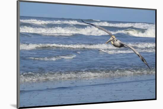 Brown Pelican flying, New Smyrna Beach, Florida, Usa-Lisa S^ Engelbrecht-Mounted Photographic Print