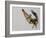 Brown Pelican Flying with Nest-Building Material, Little Bird Key, Tierra Verde, Florida, USA-Arthur Morris-Framed Photographic Print