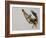 Brown Pelican Flying with Nest-Building Material, Little Bird Key, Tierra Verde, Florida, USA-Arthur Morris-Framed Photographic Print