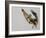 Brown Pelican Flying with Nest-Building Material, Little Bird Key, Tierra Verde, Florida, USA-Arthur Morris-Framed Photographic Print