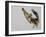 Brown Pelican Flying with Nest-Building Material, Little Bird Key, Tierra Verde, Florida, USA-Arthur Morris-Framed Photographic Print