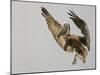 Brown Pelican Flying with Nest-Building Material, Little Bird Key, Tierra Verde, Florida, USA-Arthur Morris-Mounted Photographic Print