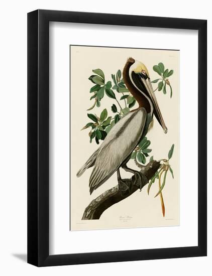 Brown Pelican II-John James Audubon-Framed Art Print