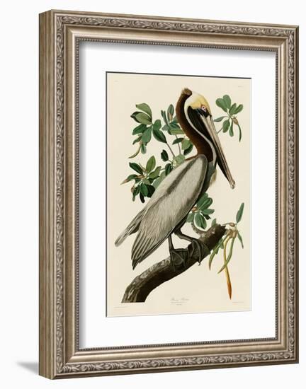 Brown Pelican II-John James Audubon-Framed Art Print