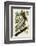 Brown Pelican II-John James Audubon-Framed Art Print