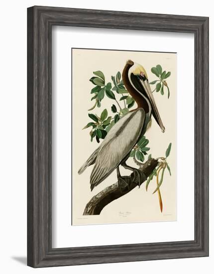 Brown Pelican II-John James Audubon-Framed Art Print