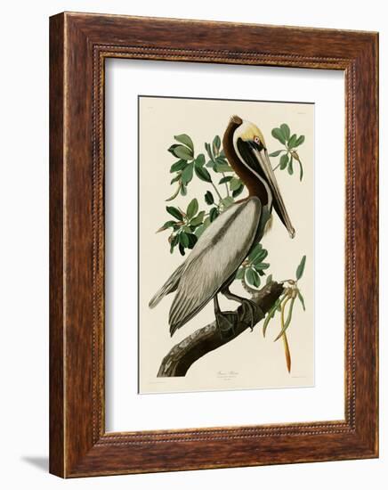 Brown Pelican II-John James Audubon-Framed Art Print