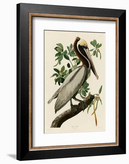 Brown Pelican II-John James Audubon-Framed Art Print