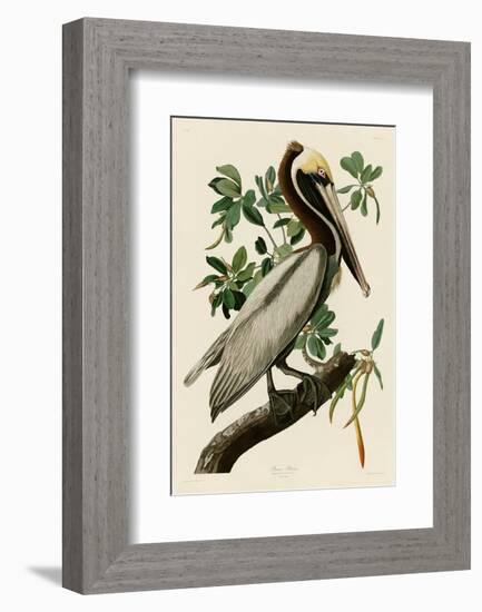 Brown Pelican II-John James Audubon-Framed Art Print