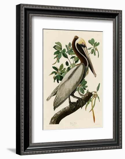 Brown Pelican II-John James Audubon-Framed Art Print