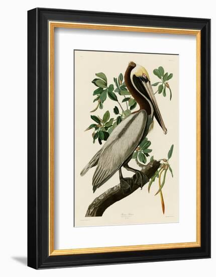 Brown Pelican II-John James Audubon-Framed Art Print