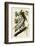 Brown Pelican II-John James Audubon-Framed Art Print