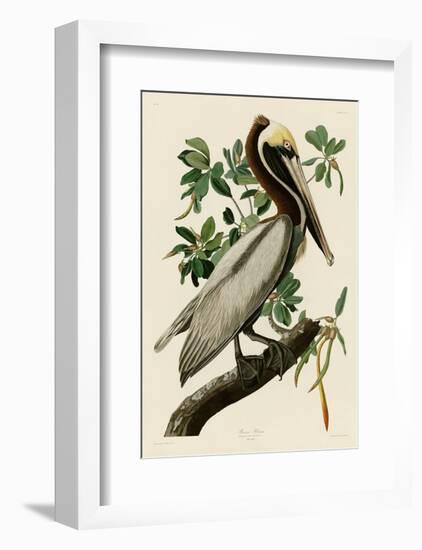 Brown Pelican II-John James Audubon-Framed Art Print