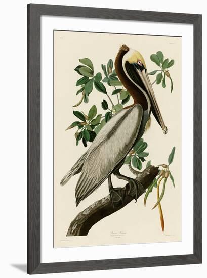 Brown Pelican II-John James Audubon-Framed Art Print