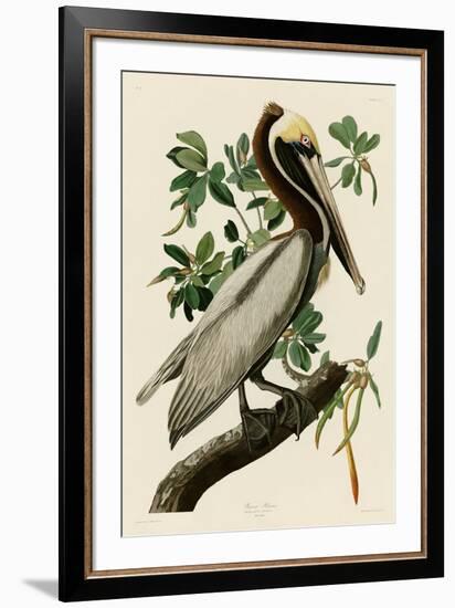 Brown Pelican II-John James Audubon-Framed Art Print