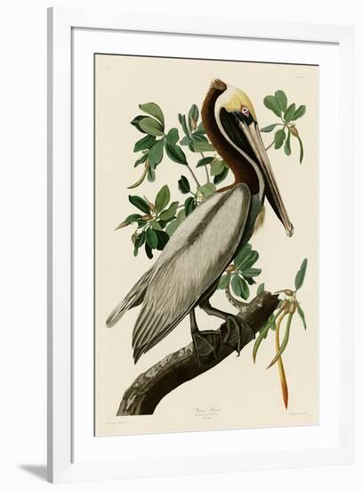 Brown Pelican II-John James Audubon-Framed Art Print