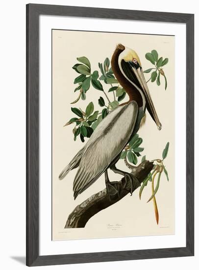 Brown Pelican II-John James Audubon-Framed Giclee Print