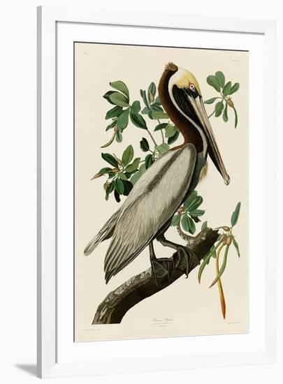 Brown Pelican II-John James Audubon-Framed Giclee Print