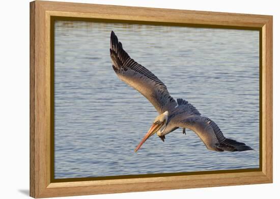 Brown Pelican in Breeding Plummage Flying-Hal Beral-Framed Premier Image Canvas