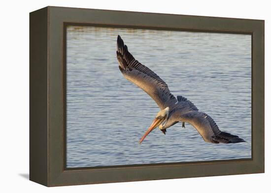 Brown Pelican in Breeding Plummage Flying-Hal Beral-Framed Premier Image Canvas