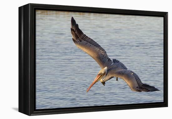 Brown Pelican in Breeding Plummage Flying-Hal Beral-Framed Premier Image Canvas