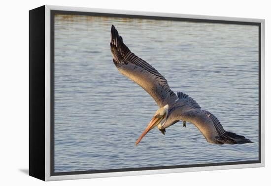 Brown Pelican in Breeding Plummage Flying-Hal Beral-Framed Premier Image Canvas