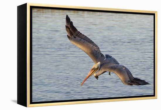 Brown Pelican in Breeding Plummage Flying-Hal Beral-Framed Premier Image Canvas