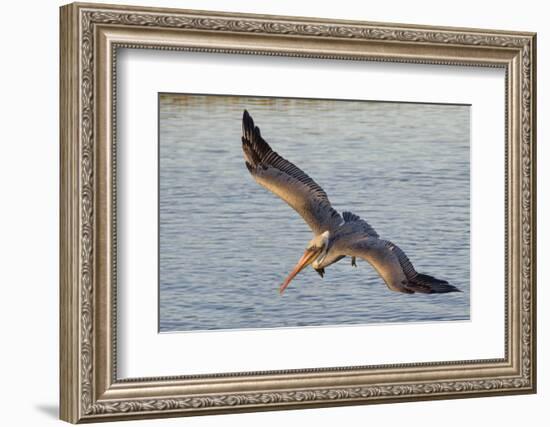 Brown Pelican in Breeding Plummage Flying-Hal Beral-Framed Photographic Print