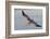 Brown Pelican in Breeding Plummage Flying-Hal Beral-Framed Photographic Print