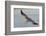 Brown Pelican in Breeding Plummage Flying-Hal Beral-Framed Photographic Print