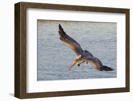 Brown Pelican in Breeding Plummage Flying-Hal Beral-Framed Photographic Print