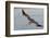 Brown Pelican in Breeding Plummage Flying-Hal Beral-Framed Photographic Print