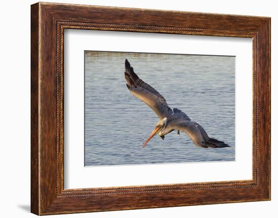 Brown Pelican in Breeding Plummage Flying-Hal Beral-Framed Photographic Print