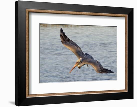 Brown Pelican in Breeding Plummage Flying-Hal Beral-Framed Photographic Print