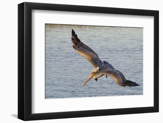 Brown Pelican in Breeding Plummage Flying-Hal Beral-Framed Photographic Print