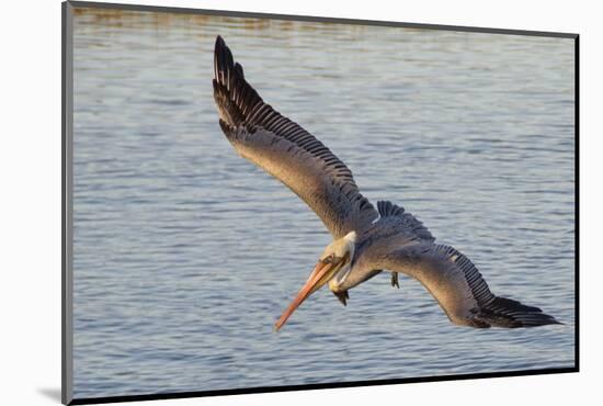 Brown Pelican in Breeding Plummage Flying-Hal Beral-Mounted Photographic Print