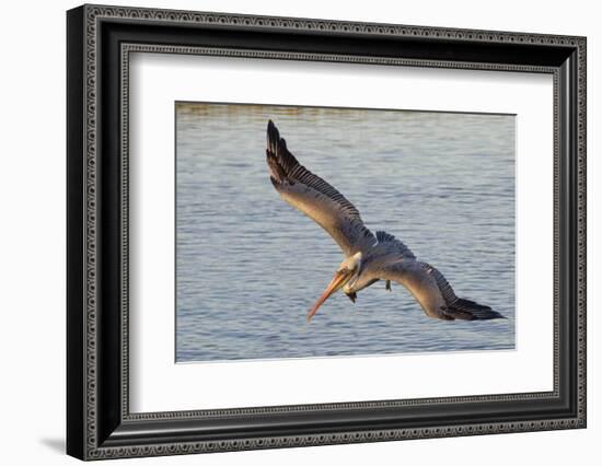 Brown Pelican in Breeding Plummage Flying-Hal Beral-Framed Photographic Print